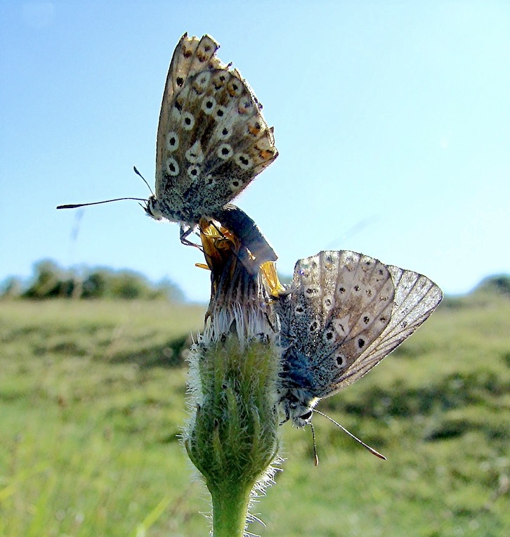 chalk-hill blue